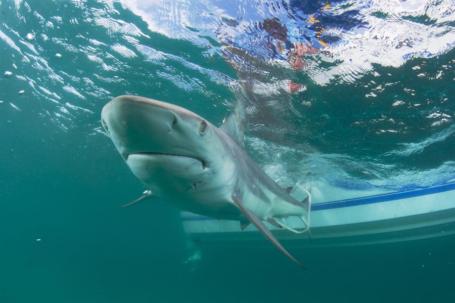 tiburones estudio para vacunas tiburones