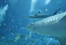 Tiburón hiere de gravedad a buzo en los Cayos de Florida tiburón