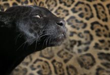 leopardo