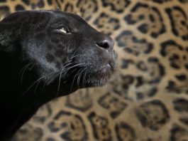 leopardo