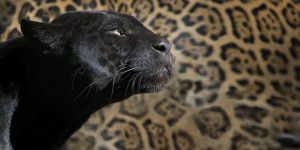 leopardo