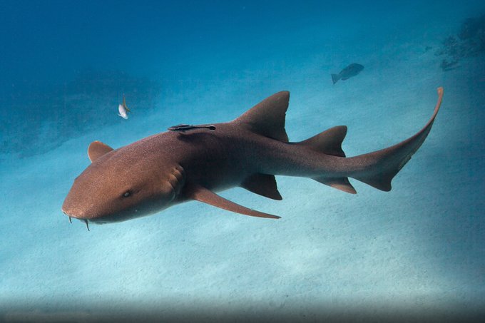 Tiburón nodriza muerde a hombre en Florida Tiburón nodriza