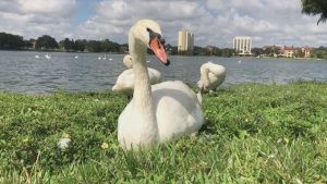 cisnes.