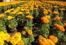 Resiliencia brota de flor de cempasúchil a un mes de Día de Muertos en México flor de Cempasúchil