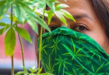 El Senado mexicano aplaza al jueves debate sobre consumo lúdico de marihuana Marihuana