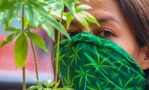 Marihuana 