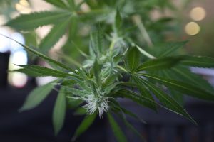 marihuana