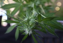 marihuana