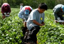 Campesinos que surten de alimentos la Navidad enfrentan problemas económicos Campesinos