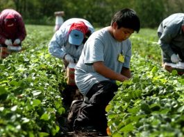Campesinos que surten de alimentos la Navidad enfrentan problemas económicos Campesinos