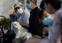 Cinco perros han dado positivo a la covid-19 en los últimos meses en México covid-19