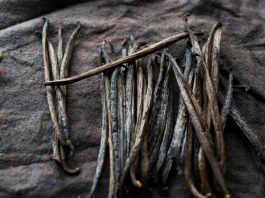 Cultivo de la vainilla en EE.UU. será una realidad tras desbloqueo genético Cultivo de la vainilla