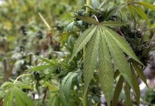 Cámara Baja de EE.UU. aprueba propuesta que busca descriminalizar la marihuana marihuana