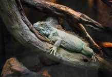 La Navidad llega con frío a Florida y la posible caída de iguanas congeladas Iguanas.
