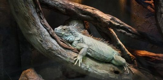 Iguanas.
