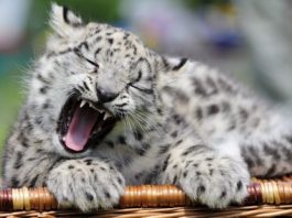 EE.UU. reporta el primer positivo de covid-19 de un leopardo de las nieves leopardo de las nieves
