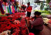 flores para Nochebuena