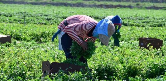 Trabajadores indocumentados