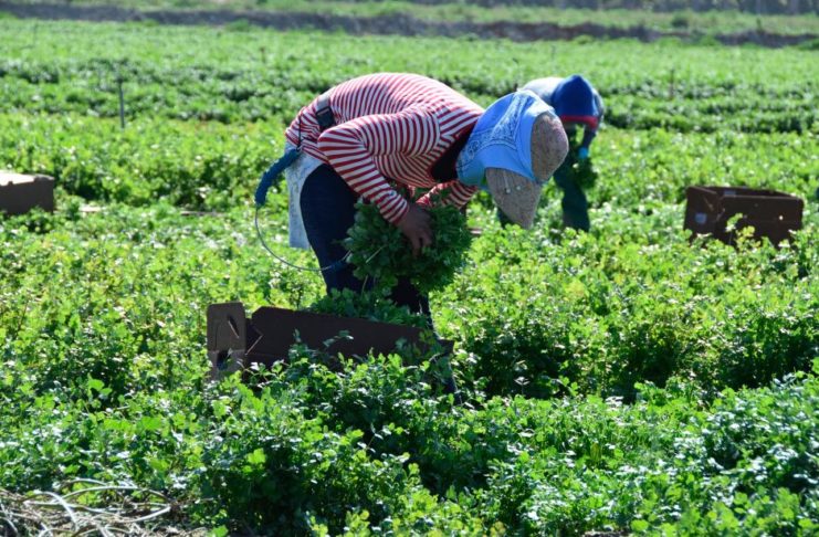 Trabajadores indocumentados