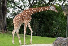 Zoológico de Miami aplica la eutanasia a una jirafa que no podía caminar jirafa