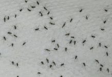 mosquitos