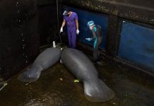 Pandemia no impidió muerte de manatíes por causas humanas en 2020 manatíes