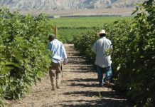 Vacunar a los trabajadores agrícolas, una prioridad difícil de cumplir trabajadores agrícolas