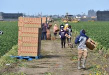 Campesinos migrantes