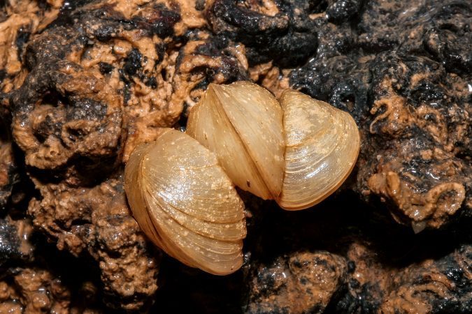 Congeria kusceri, tercer lugar