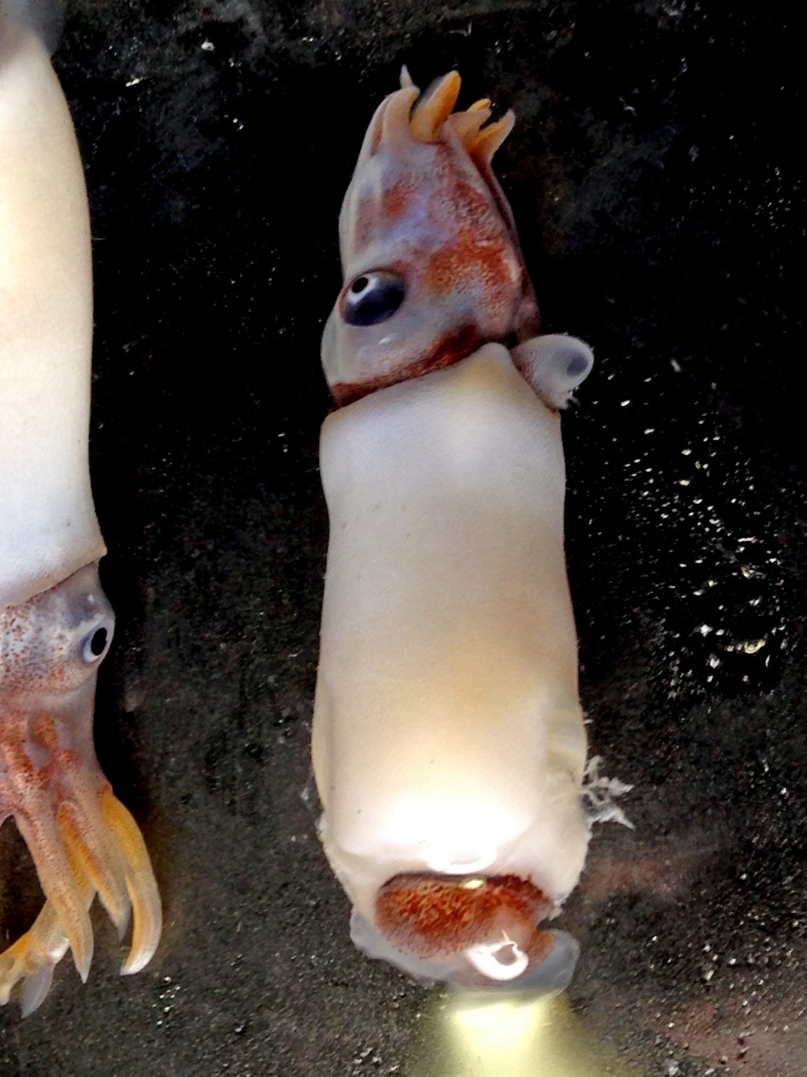 El calamar cuerno de carnero.