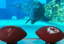 Delfín oráculo de Florida predice la victoria de los Chiefs en la Super Bowl El delfín Nicholas
