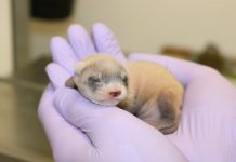 Clonan un hurón de patas negras, especie nativa en peligro de extinción Elizabeth Ann