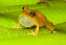 especies de coquí