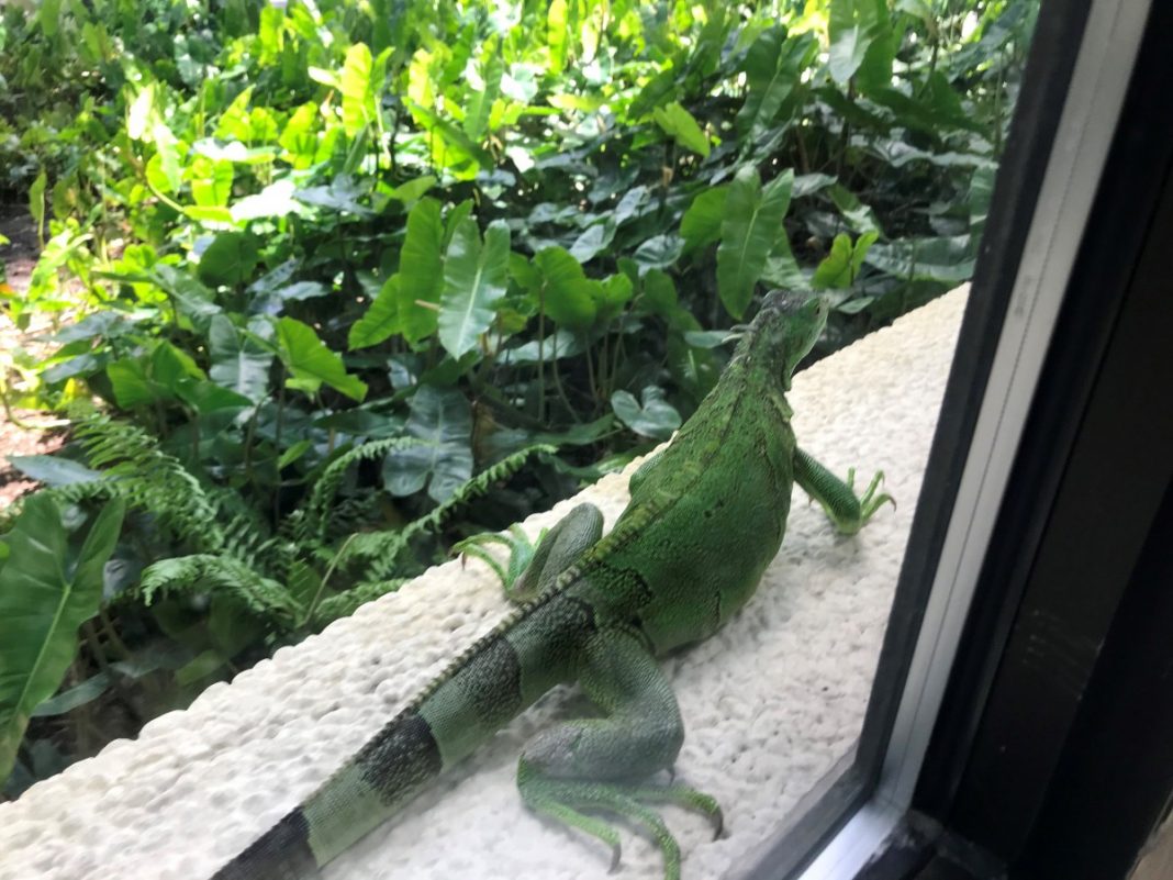 iguanas