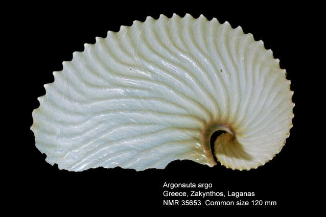 Gran Argonauta.