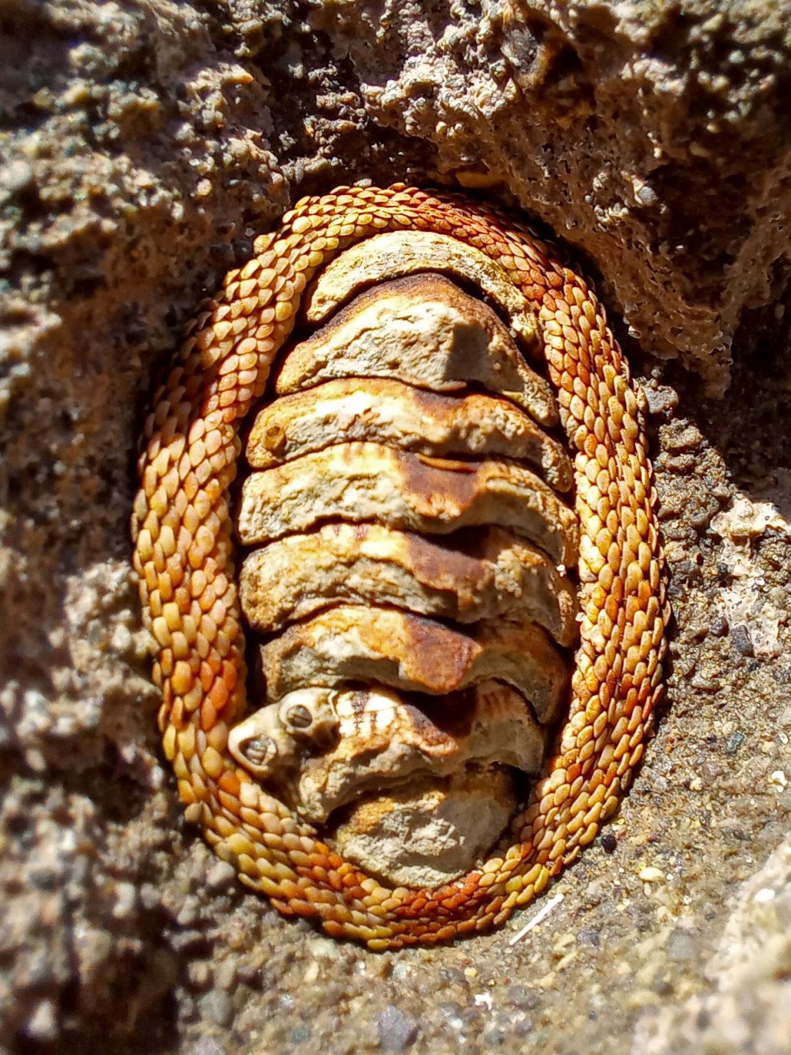 Sypharochiton pelliserpentis