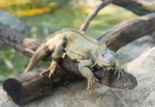Pronostican "lluvia de iguanas" en el sur de Florida por bajas temperaturas iguanas