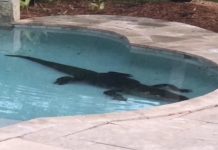 Familia de Florida se encuentra un caimán de más de 2 metros en su piscina Caimàn