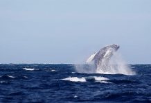 ballena