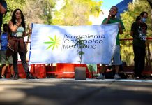 Dudas sobre impacto en la legalización del cannabis legalizar el cannabis