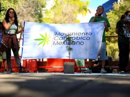 Dudas sobre impacto en la legalización del cannabis legalizar el cannabis