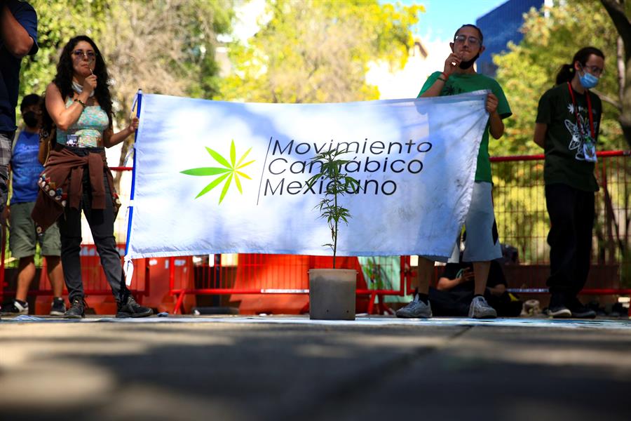 legalizar el cannabis