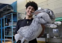 Un estudiante mexicano cría conejos gigantes en Puebla conejos grandes