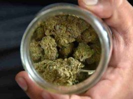 marihuana