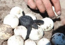 Condenan a prisión a dos asaltantes de nidos de tortugas marinas de Florida tortugas marinas