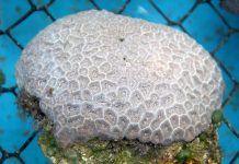 coral