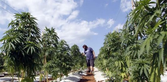 marihuana