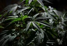 Descubren un laboratorio de drogas en una habitación de hotel en Florida marihuana