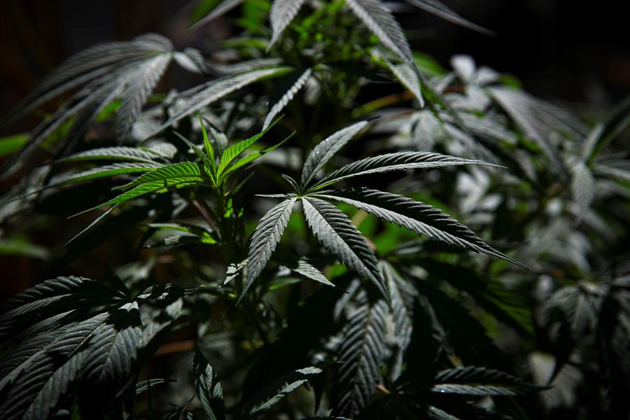 marihuana marihuana