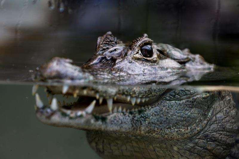 Caimán ataca a una mujer en Florida Caimán
